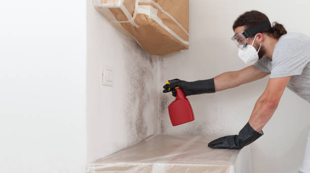 Professional Black Mold Removal technician working in Linden, NJ