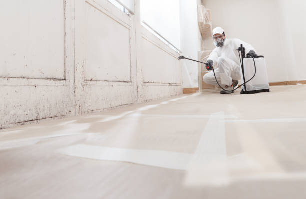 24/7 Emergency Black Mold Removal experts in Linden, NJ
